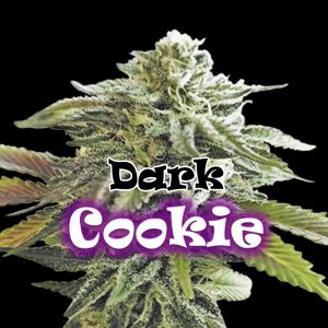 Dark Cookie (Dr Underground), feminisiert