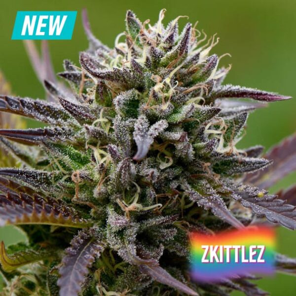 zkittlez-1000seeds zkittlez-1000seeds