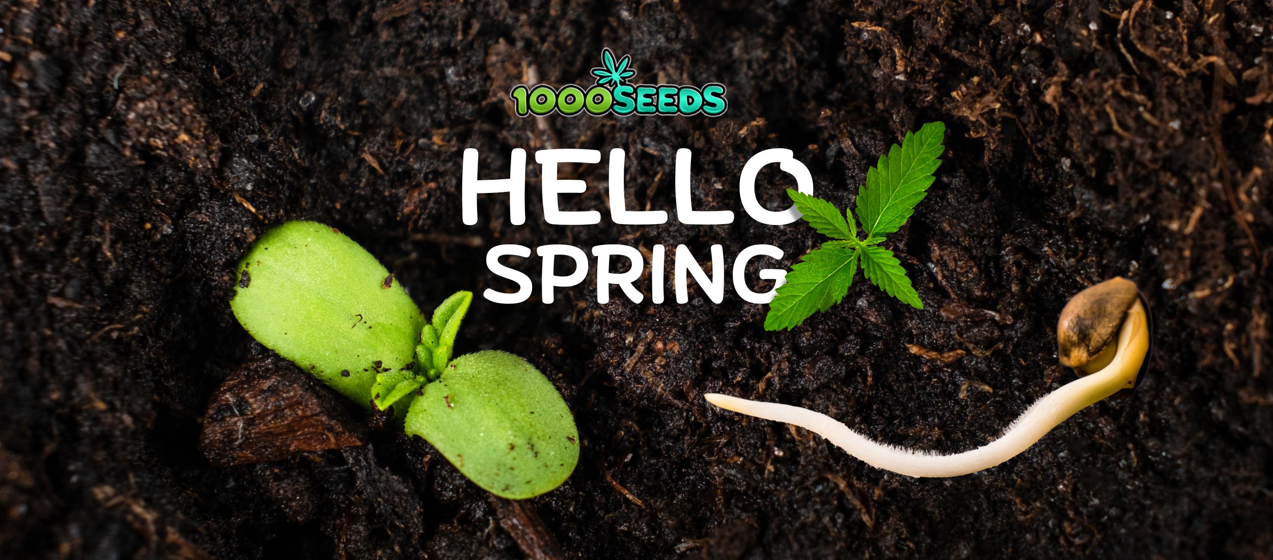 spring-1000Seeds-2023 neue Cannabissorten 2023