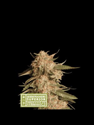 Blue-Moby-Auto-Seedstockers