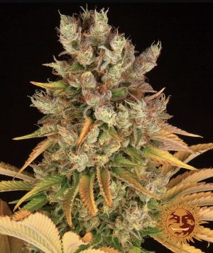 GMO (Barney's Farm), feminisierte Samen