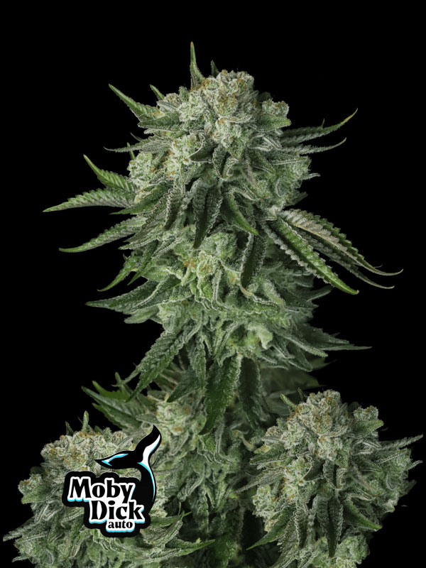 Moby-Dock-Fast-Buds