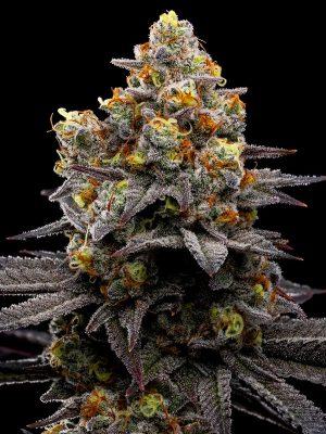 Purple-Boost-Highness-Anesia-Seeds