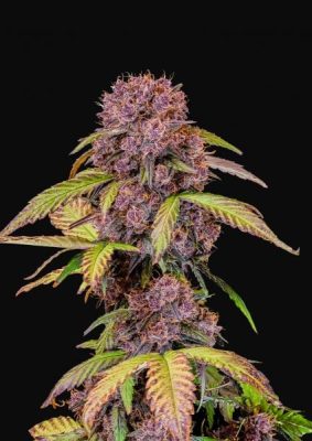 Lemon Cherry Cookies Auto (Fastbuds)