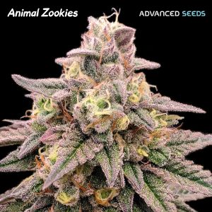 Animal Zookies (Advanced Seeds), feminisierte Samen