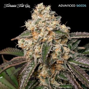 Forbidden Fruit Cake (Advanced Seeds), feminisierte Samen