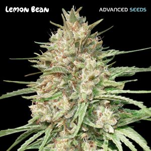 Lemon Bean (Advanced Seeds), feminisierte Samen
