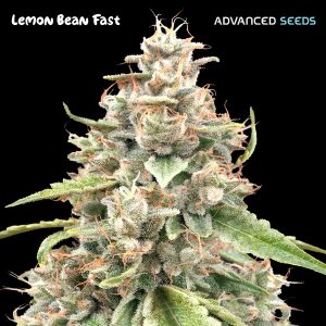 Lemon Bean Fast (Advanced Seeds), feminisierte Samen