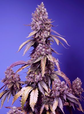 Black Muffin F1 Fast Version (Sweet Seeds)