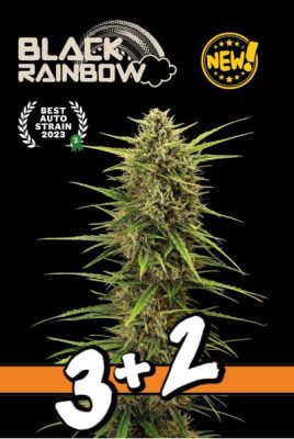 Black Rainbow Auto (Seedstockers Superior), 3+2 feminisierte Samen