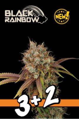 Black Rainbow (Seedstockers Superior), 3+2 feminisierte Samen