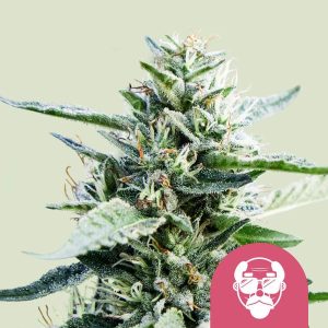 Granddaddy Purple (Royal Queen Seeds), feminisierte Samen