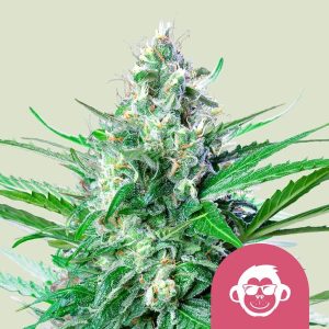 Grape Ape (Royal Queen Seeds), feminisierte Samen