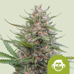 Grape Ape Auto (Royal Queen Seeds), feminisierte Samen