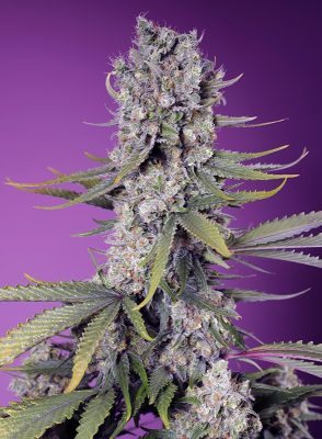 Papaya Zoap F1 Fast Version (Sweet Seeds)