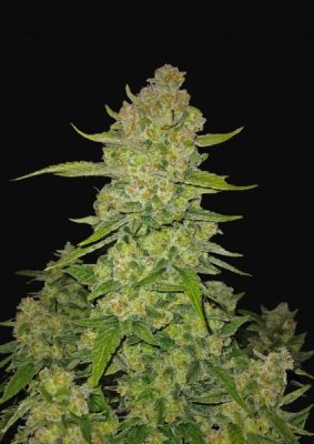 Papaya Cookies Auto (Fastbuds), feminisierte Samen