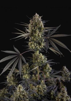 Pound Cake Auto (Fastbuds), feminisierte Samen