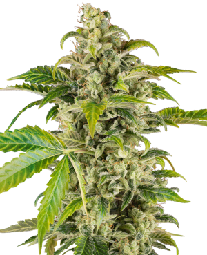 Sweet & Sour Cream Automatic (Sensi Seeds), autoflowering Samen