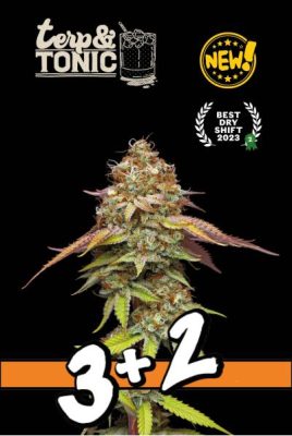 Terp & Tonic (Seedstockers Superior), 3+2 feminisierte Samen