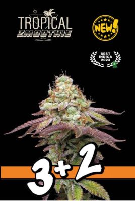 Tropical Zmoothie (Seedstockers Superior), feminisierte Samen