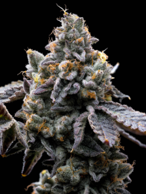 GMO Cookies Barney's Farm