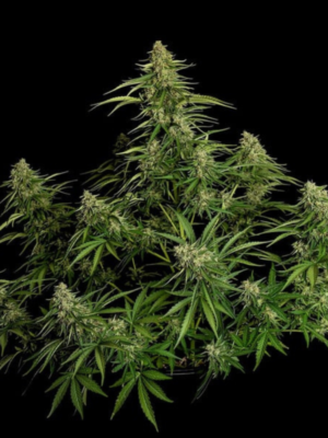 Gaia F1 Royal Queen Seeds