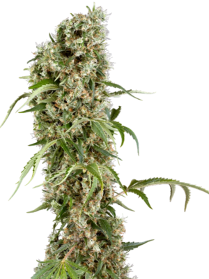 Blackberry Herer Sensi Seeds