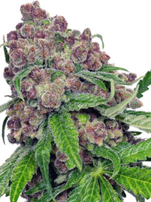 Cherry Bacio Sensi Seeds