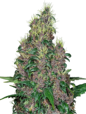 Mandarine Jam Sensi Seeds