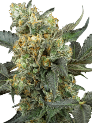 Mimosa Sunrise XXL Automatic Sensi Seeds