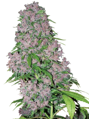 Purple Bud Sensi Seeds