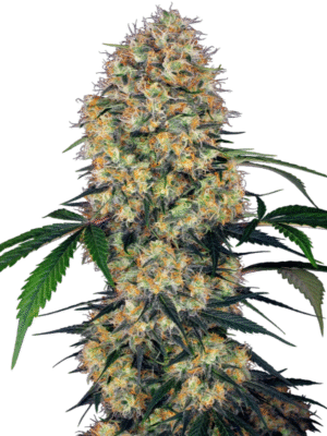 Sensi Amnesia XXL Automatic Sensi Seeds