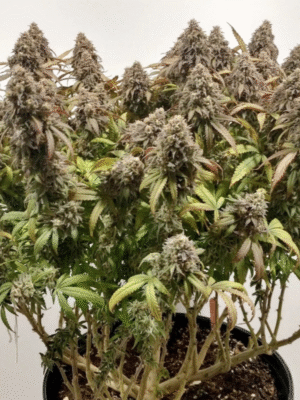 CBD Charlotte’s Angel Dutch Passion