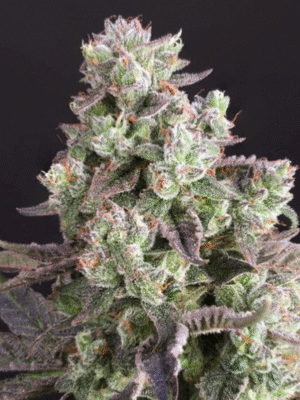 Candy Bubatz XL Dutch Passion
