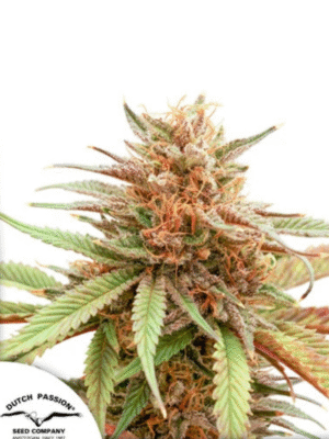 Durban Dew Dutch Passion
