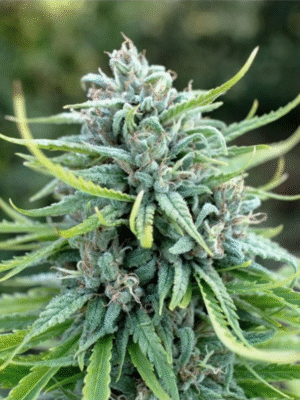 Durban Poison Dutch Passion