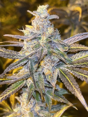 Frozen Biscotti Dutch Passion