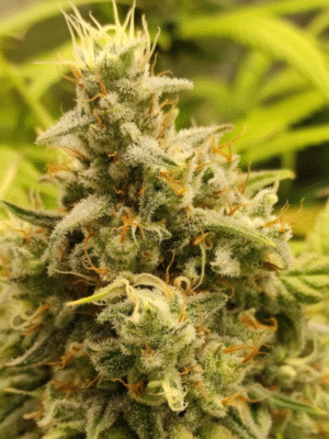 Gorilla Super Glue Dutch Passion