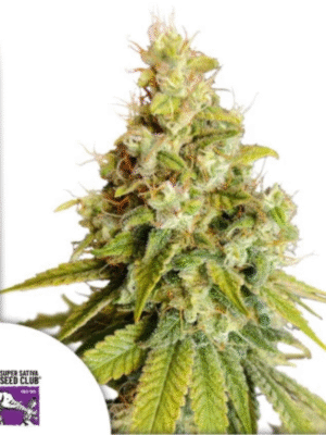 Lemon OG Dutch Passion