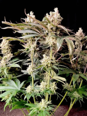 Lemon Z Dutch Passion