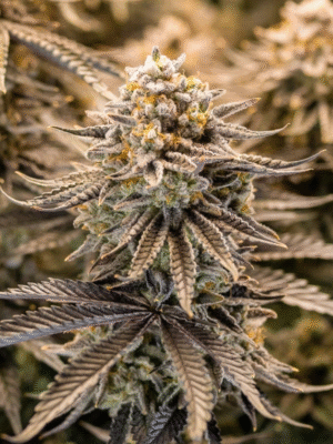 Orange Bud Dutch Passion