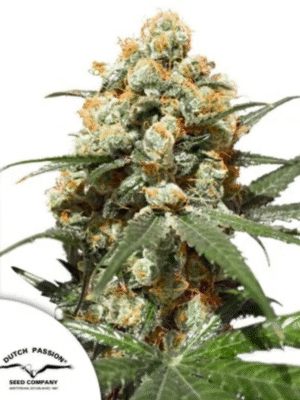 Orange Hill Special Dutch Passion