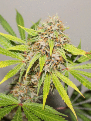 Pineapple Poison Dutch Passion