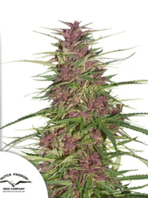 Purple #1 Dutch Passion