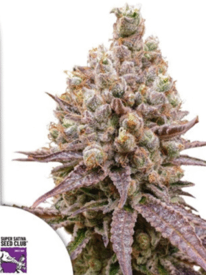 Purple OG Punch Dutch Passion