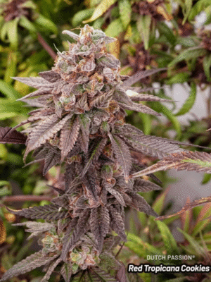 Red Tropicana Passion Dutch Passion