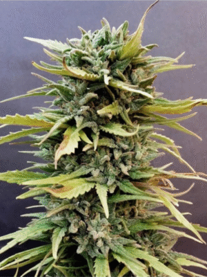 Skunk #11 Dutch Passion