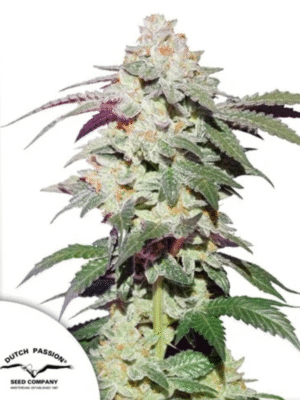 Skywalker Haze Dutch Passion