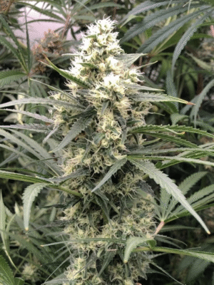 Snow Bud Dutch Passion