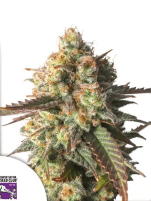 Strawberry Chemdawg OG Dutch Passion